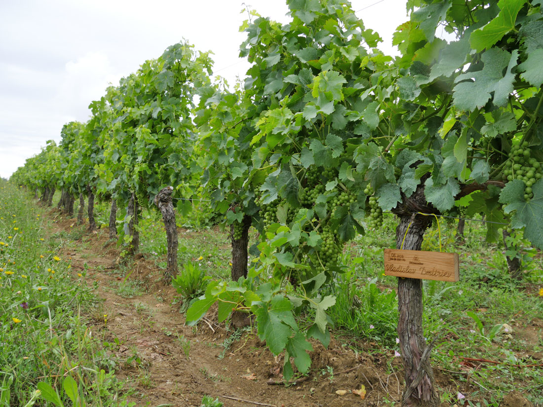 Виноградник на урожай